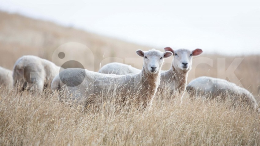 sheep in field 3