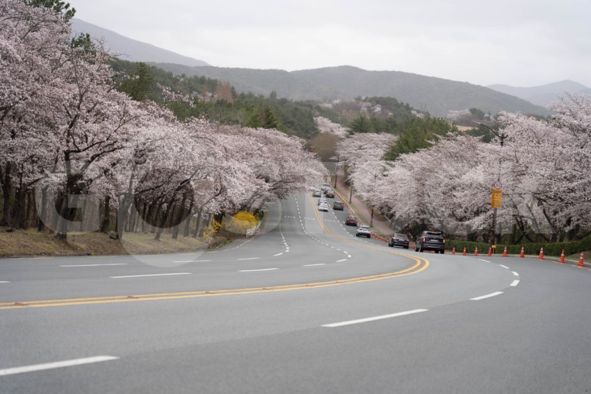 Beautiful Landcapes of cherry blooming on Roadside