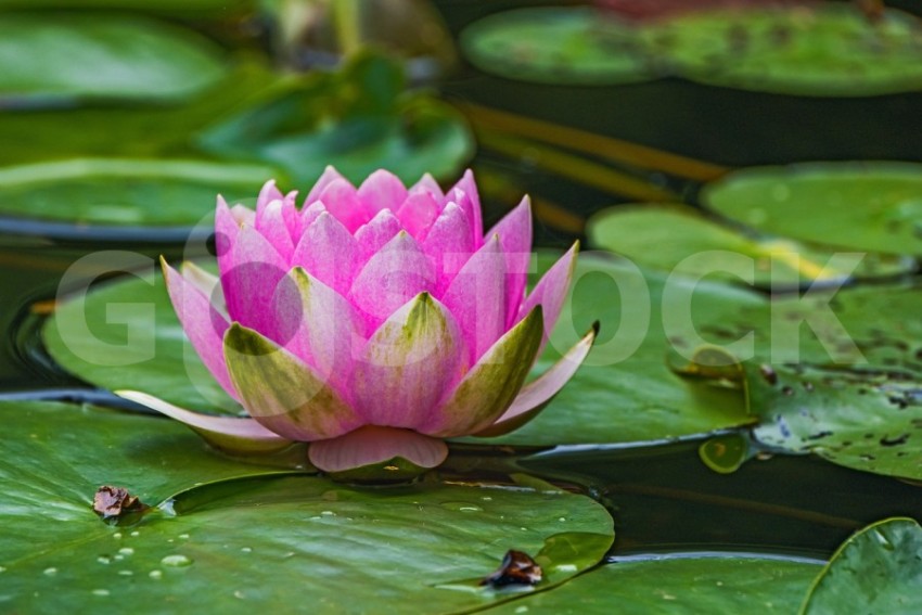 water lily 7265146 1280