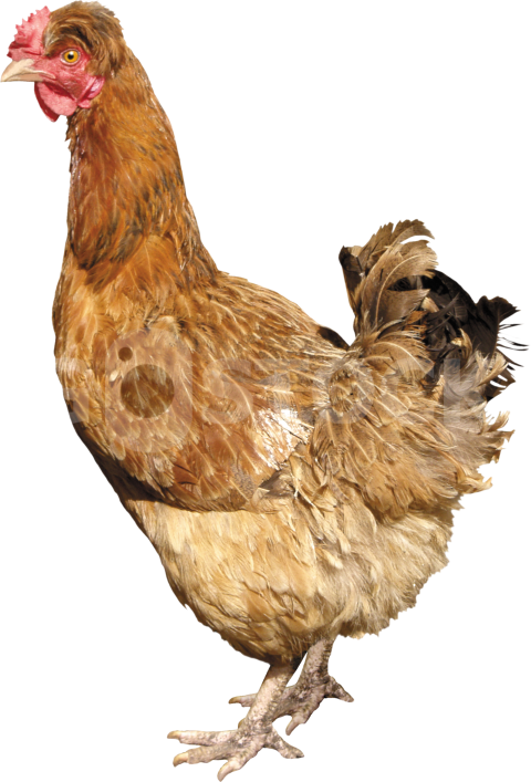 chicken PNG2173