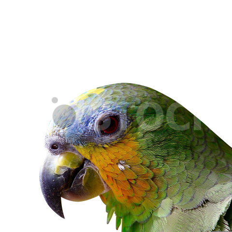 Bird PNG Transparent Image Download4