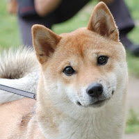 松岡大地